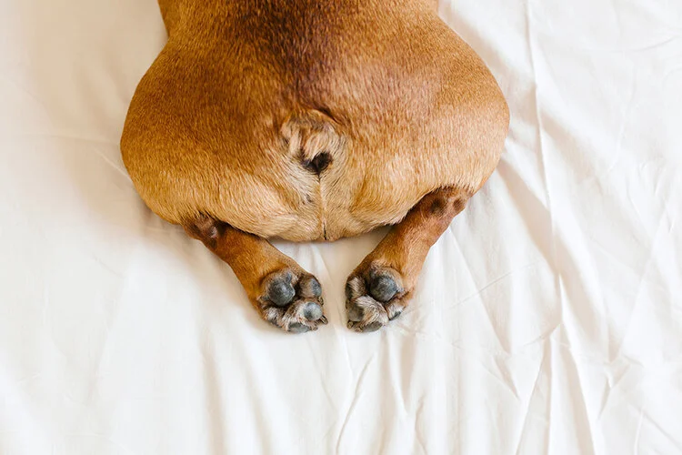 Beautiful view of Anal Gland Expression For Dogs With Hemorrhoids