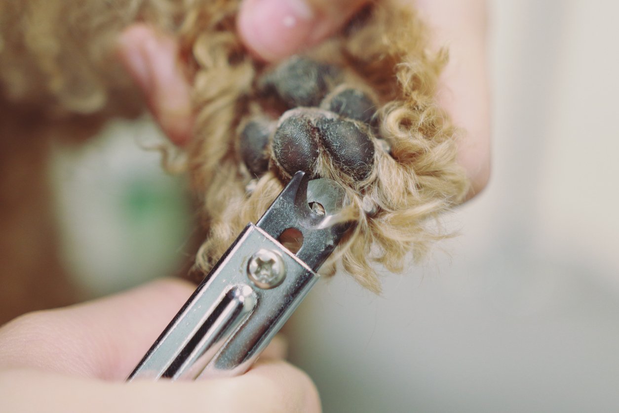 Trimming dog nails on Pinterest