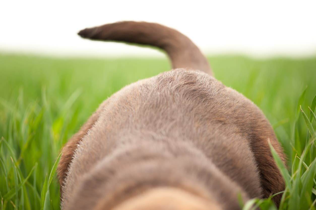 Warning Signs Your Dog Has A Broken Tail Or Limber Tail Syndrome