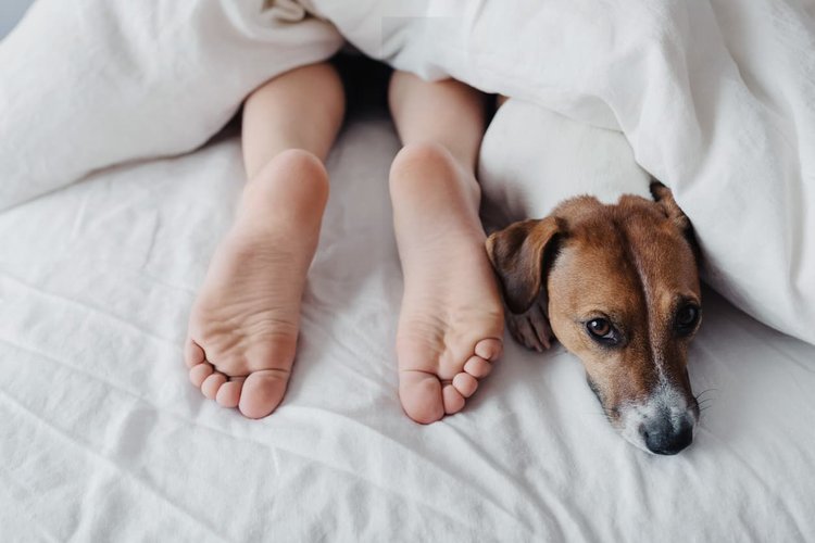 Decoding Canine Sleep Habits: Why Dogs Sleep with Their Bums Facing You