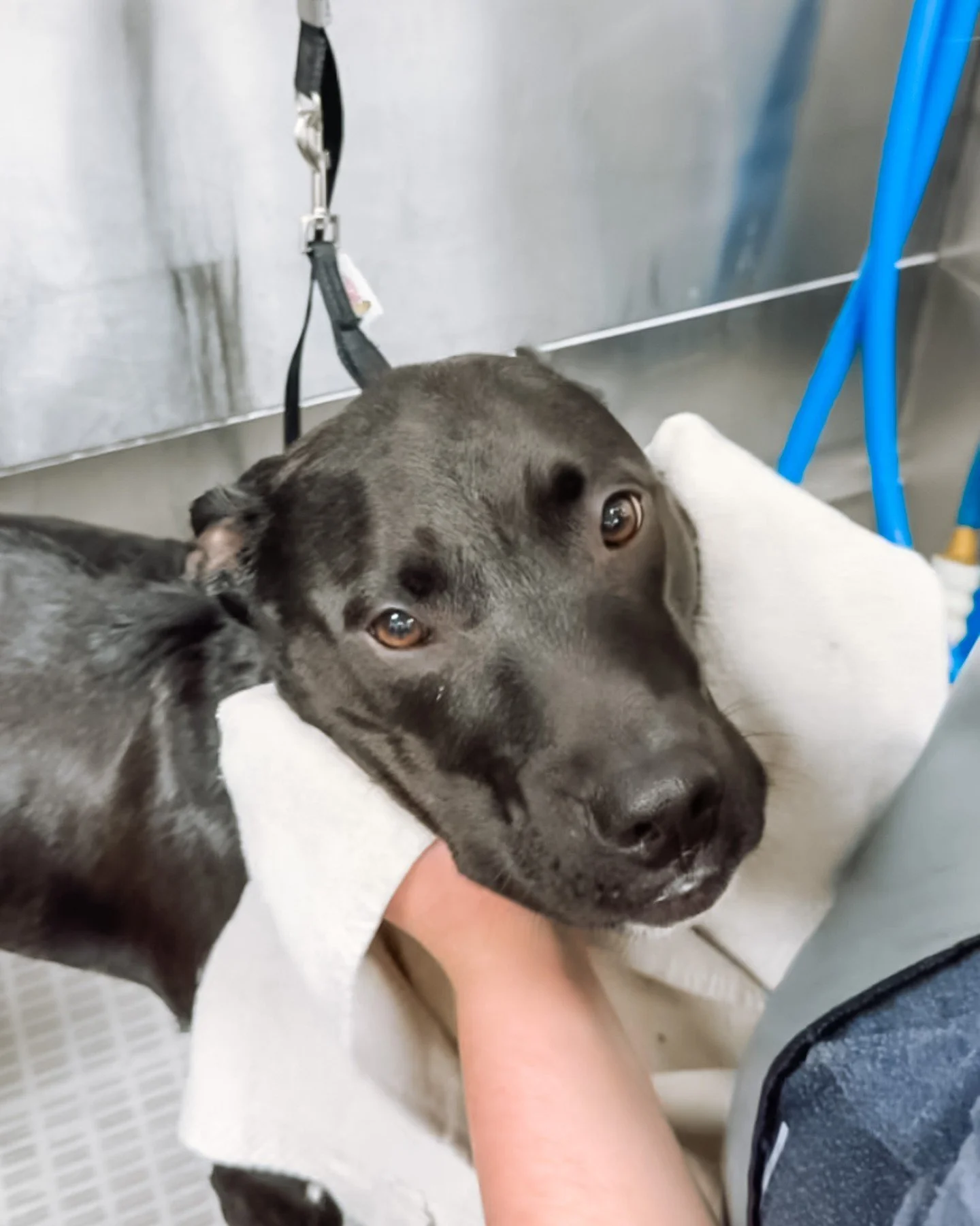 The little things you can&rsquo;t see in a photo: ears that don&rsquo;t itch, nails that don&rsquo;t click, breath that doesn&rsquo;t announce itself, a coat that sits just right. That&rsquo;s what routine hygiene feels like. 😇 

#dogwellness #dogpa