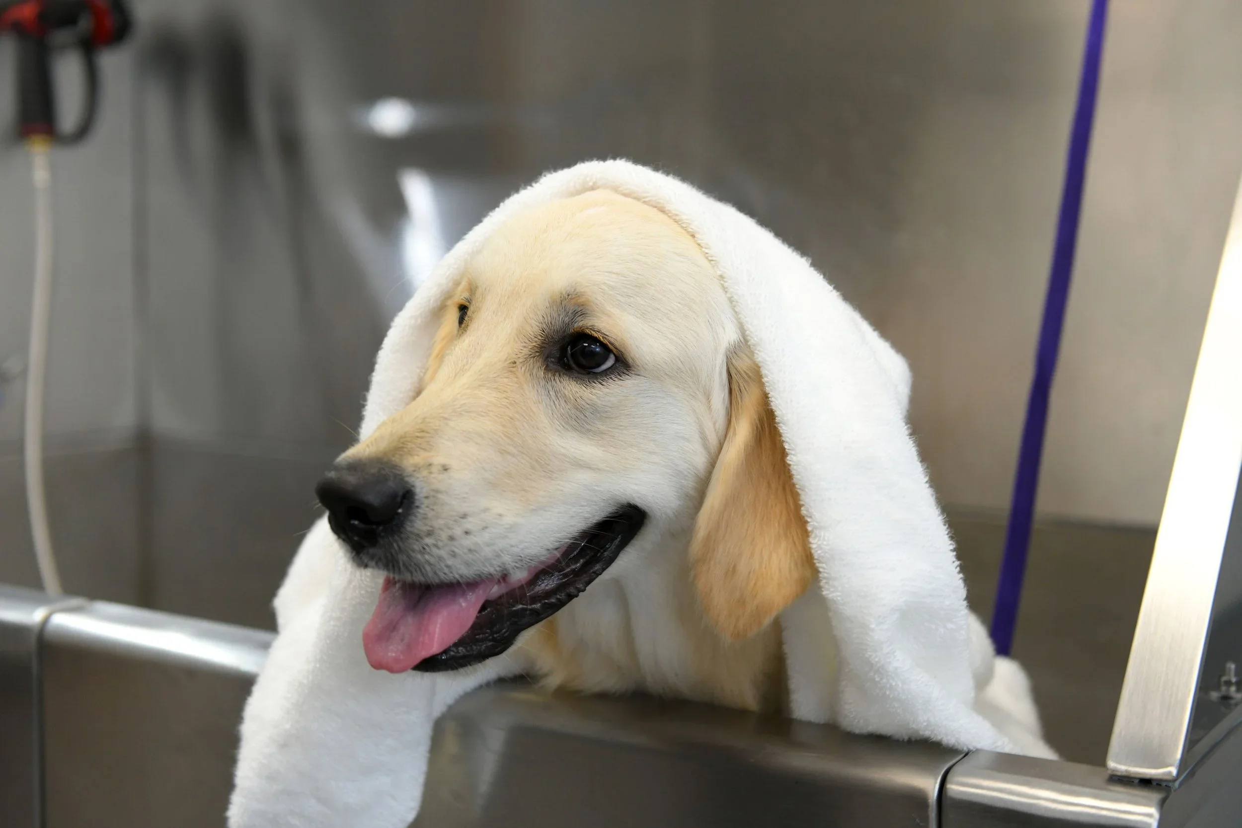 5 Signs Your Dog Needs More Frequent Hygiene Care