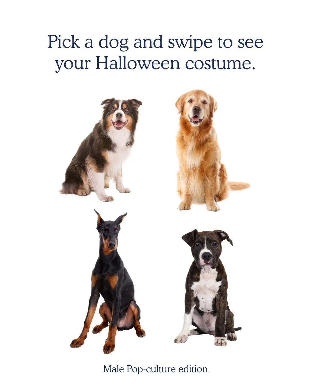 Last-minute costume helper! Pick your dog. Swipe for your October alter ego. 👻 Happy Halloween!
#SpookySeason #DogParents #CleanDogClub