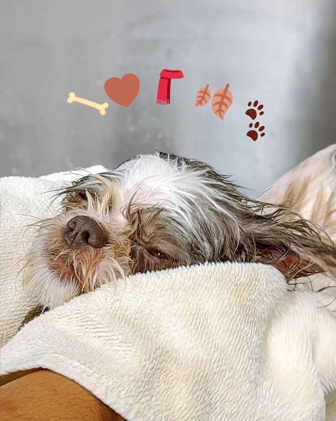 Soft-launching my hibernation era. 🦴🤎 🧣 🍂 🐾 What's your mood emoji today?