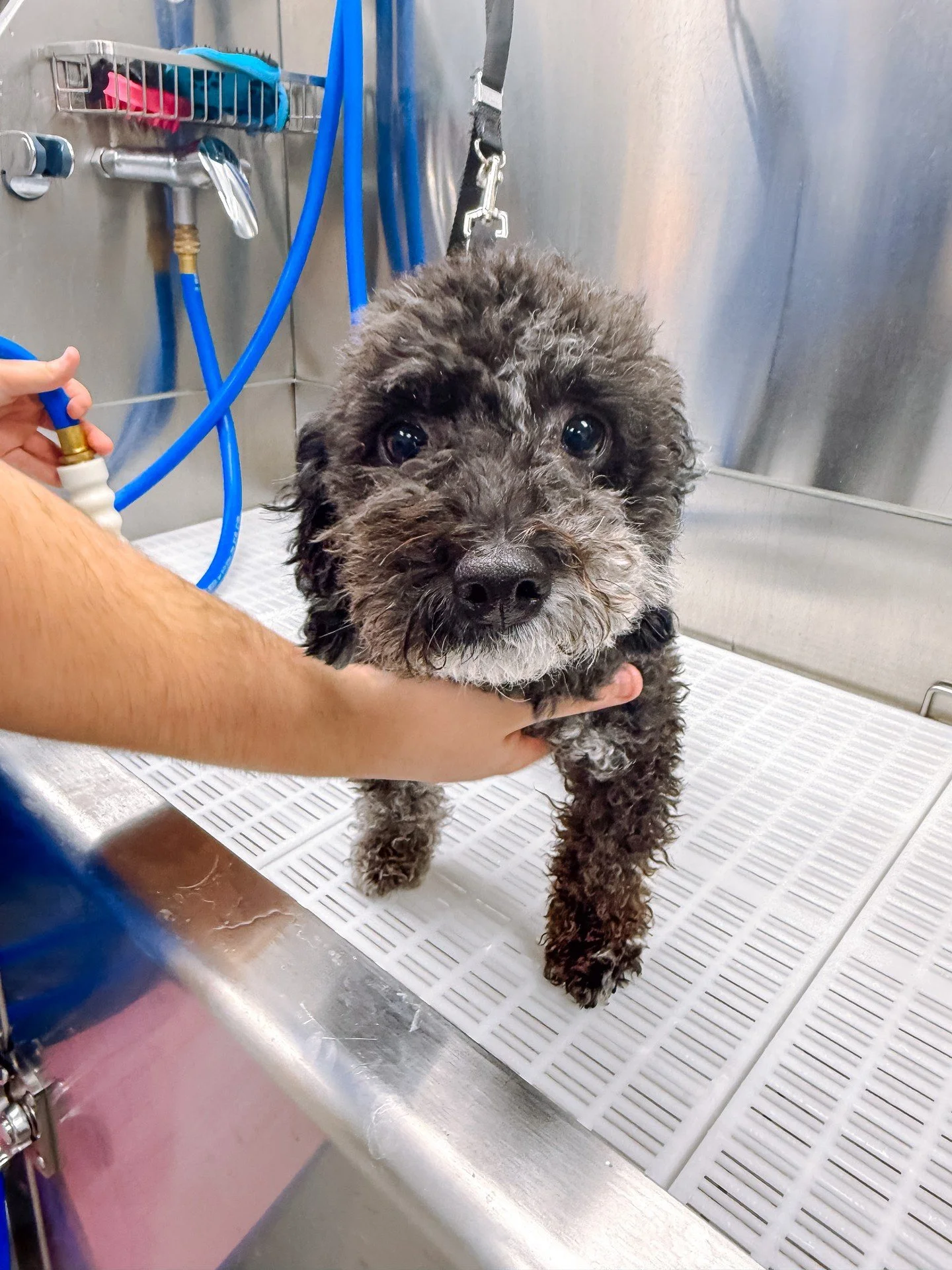 He looks how November feels: calm, clean, and ready to curl up. 🐶 🫶 🍂