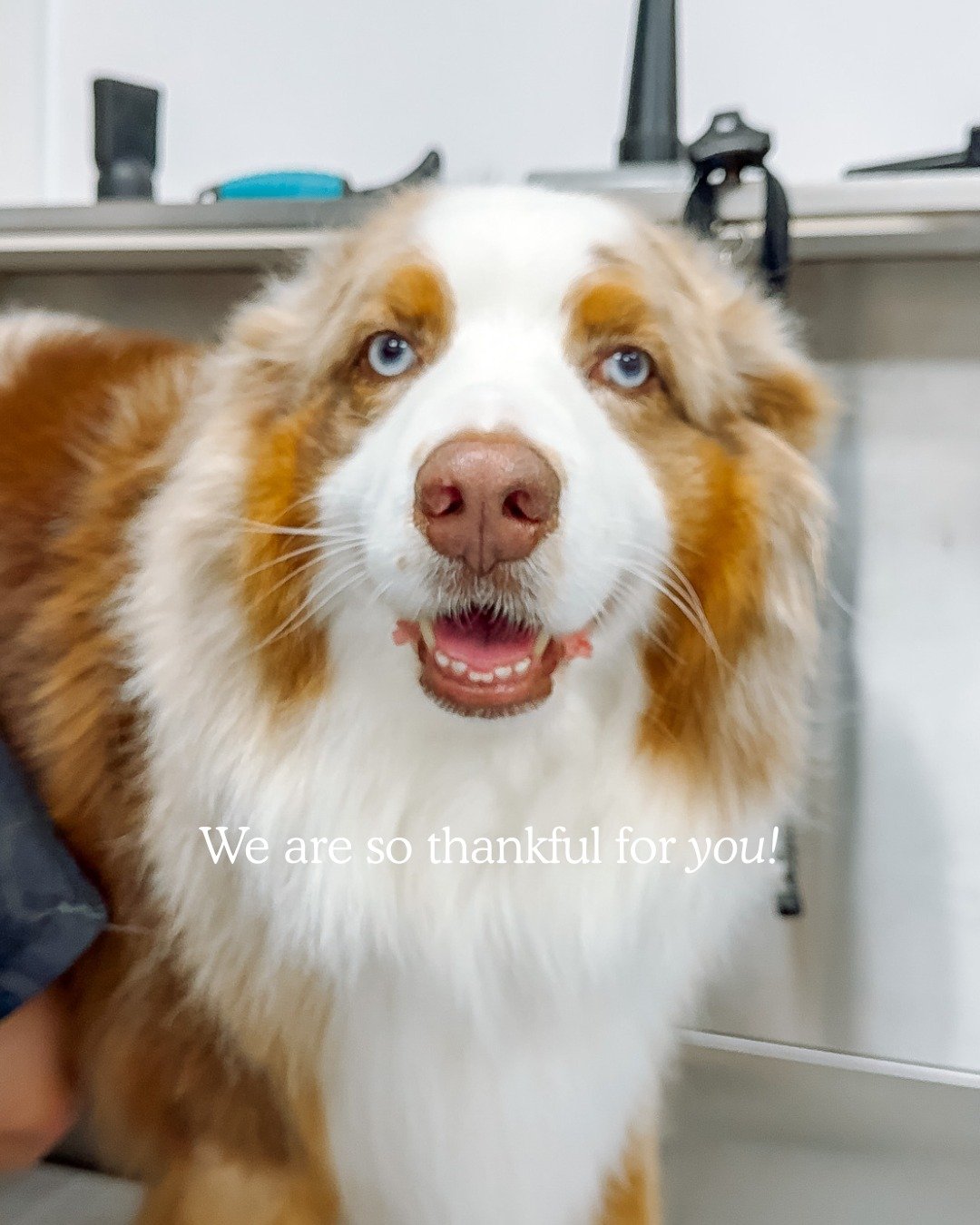 Thankful for you, our community: your dogs, your trust, and the kindness you share. Happy Thanksgiving. 🍂 🐶