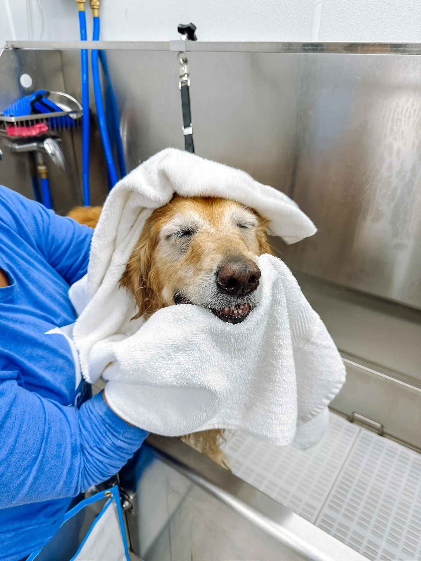 Hope your holidays are as cozy as a golden&rsquo;s towel dry 🫧🧣