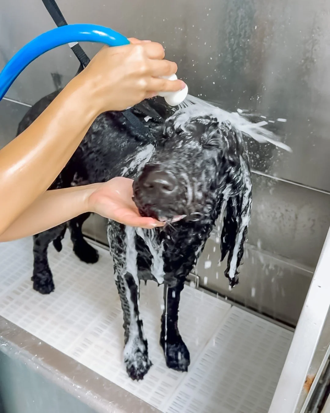 Looks like grooming. We call it 🌟 routine hygiene🌟

The core four - bath, ears, nails, teeth (and glands). 

Book this month, keep the streak!