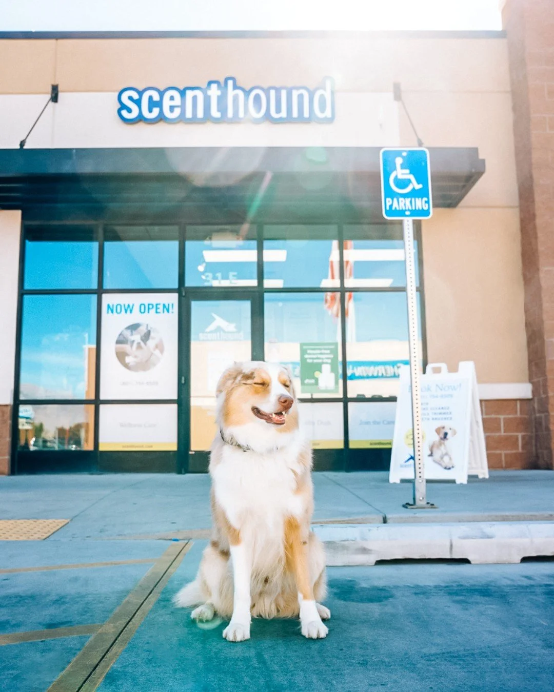 The &ldquo;I know this place&rdquo; sit. ☀️ Membership looks good on you, @goodboy.billie! 

Thanks for the tag @goodboy.billie! 

Tag @scenthound for a chance to be featured.