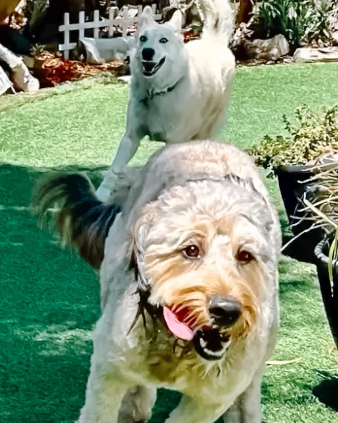 Ethel doing what Ethel does best: happy zoomies after her visit. appreciate you, @richeysj !