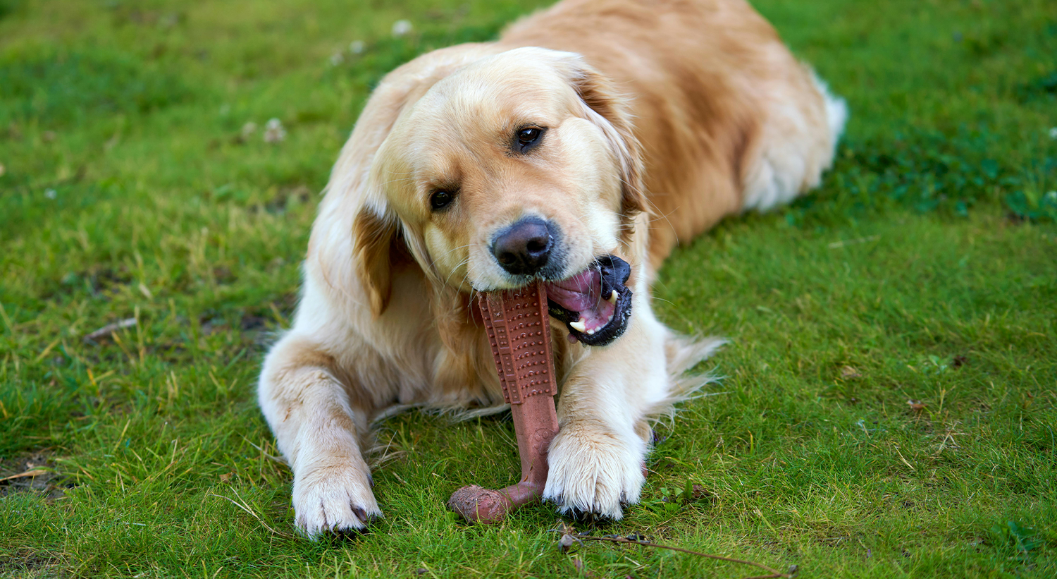 Is Your Dog’s Dental Routine Up to Snuff?