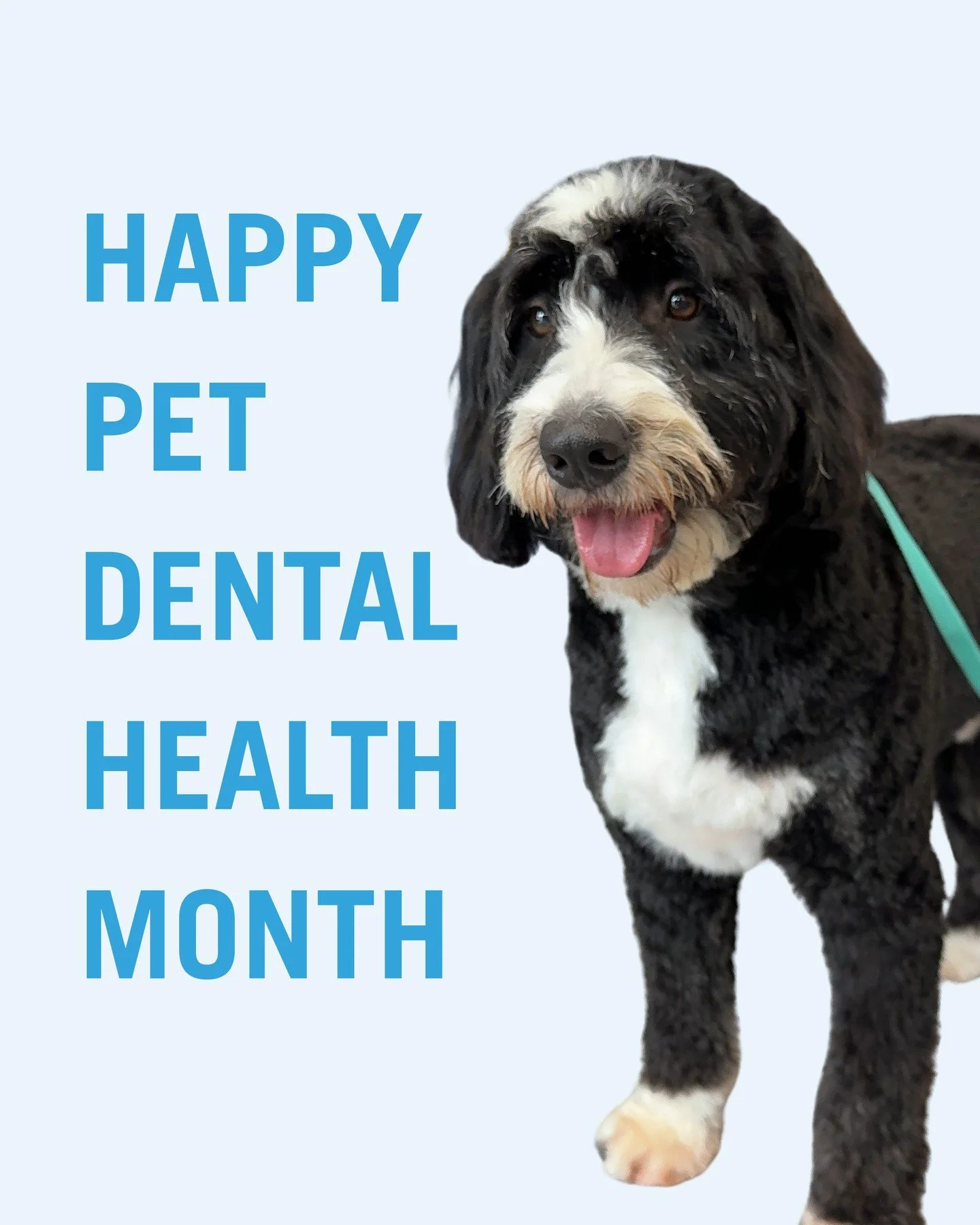 Happy Pet Dental Health Month 🪥 Brush often, set a routine. We&rsquo;ll be covering dog oral hygiene all month. ✨ Simple, everyday tips from your routine hygiene team. 🦷 

Have a question? Dm us. We&rsquo;re happy to help.