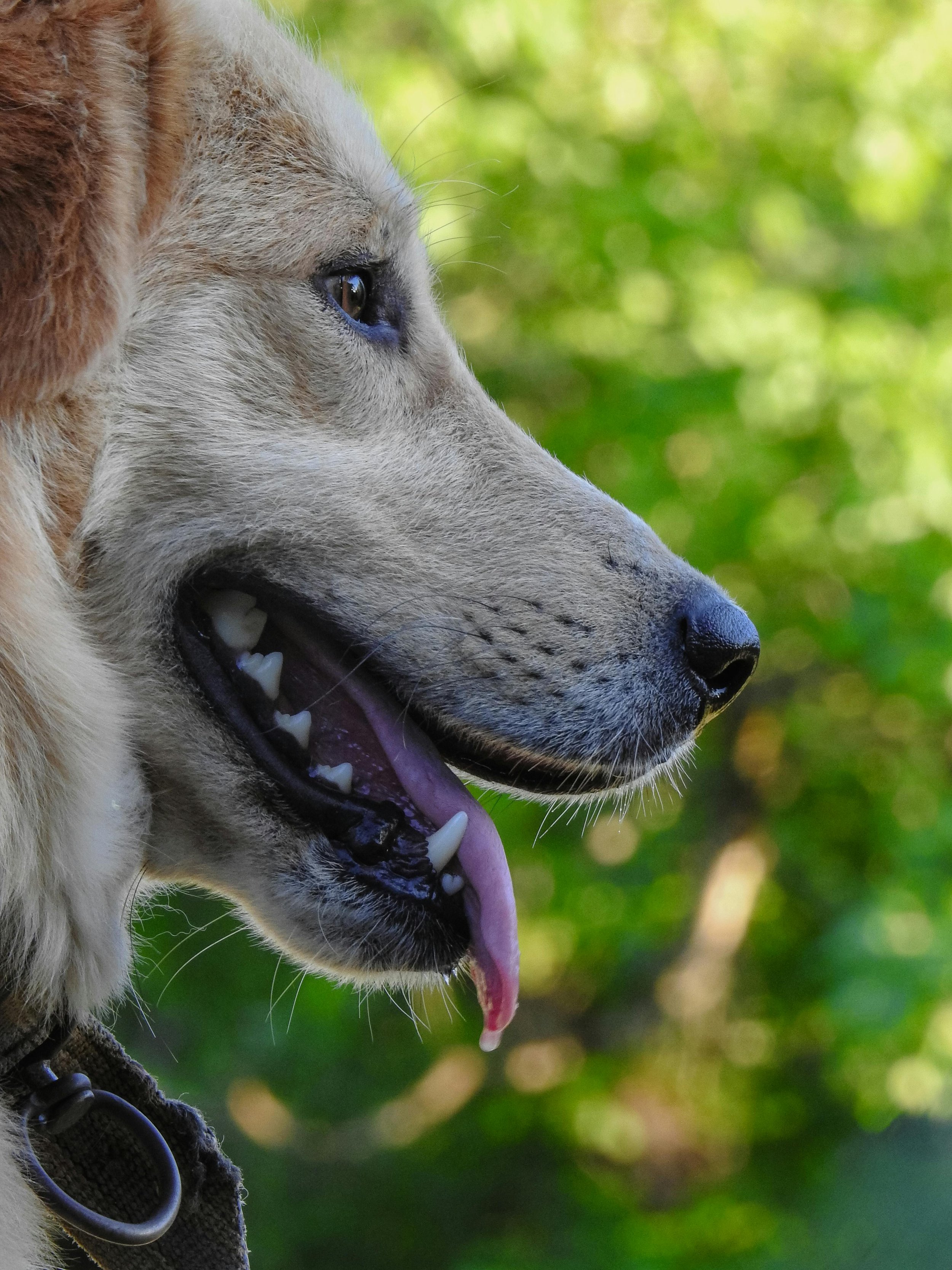 Do Dogs Get Cavities? And Other Dog Dental Health Questions Answered