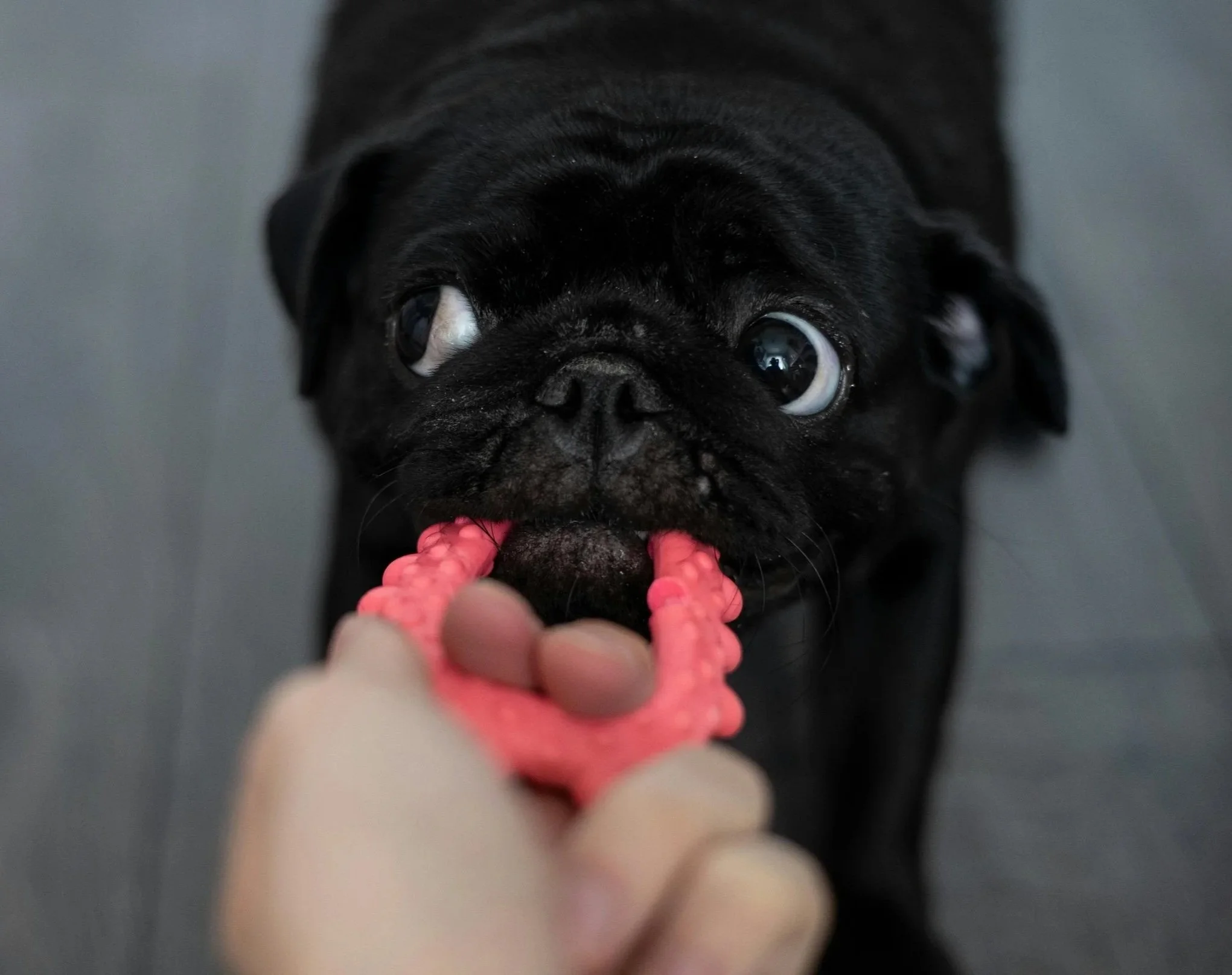 Our Favorite At-Home Dental Care Essentials for Dogs