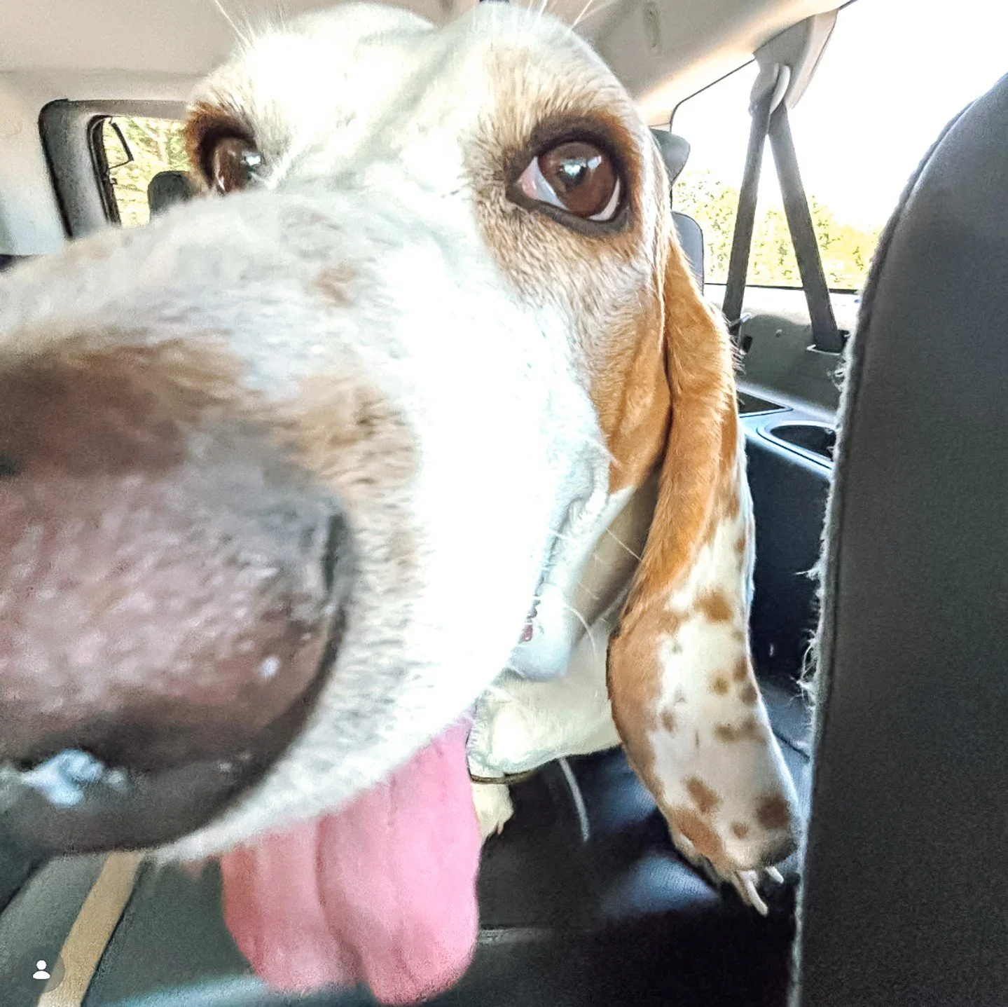 This face belongs on the grid. 💙  Thanks for the tag @realhounddogsofaustin! Keep the streak 🙌 

Tag @scenthound for a chance to be featured!