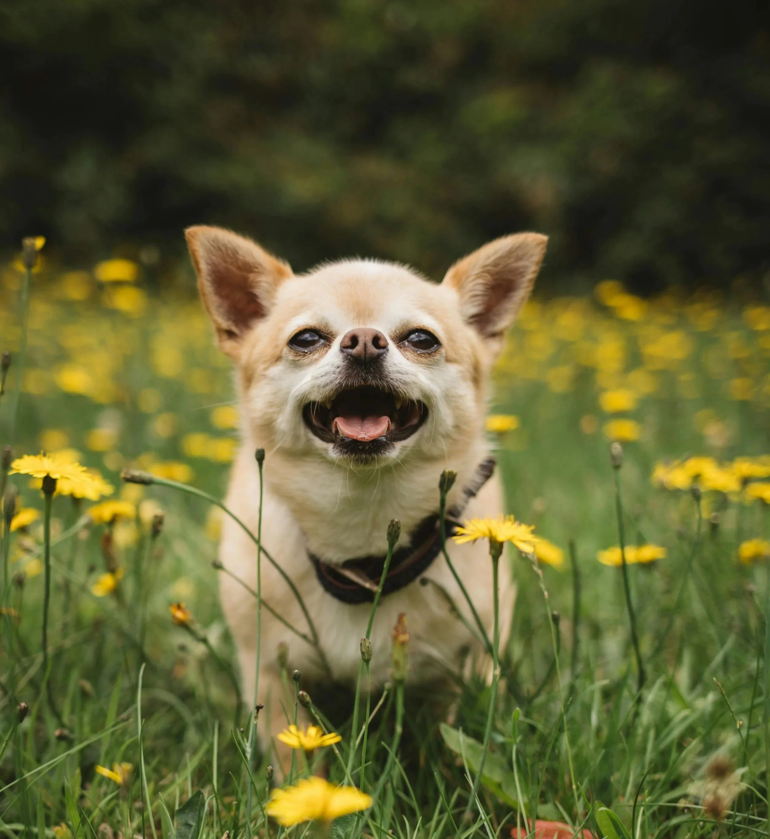 Springtime and Heartworms: What Dog Parents Need to Know