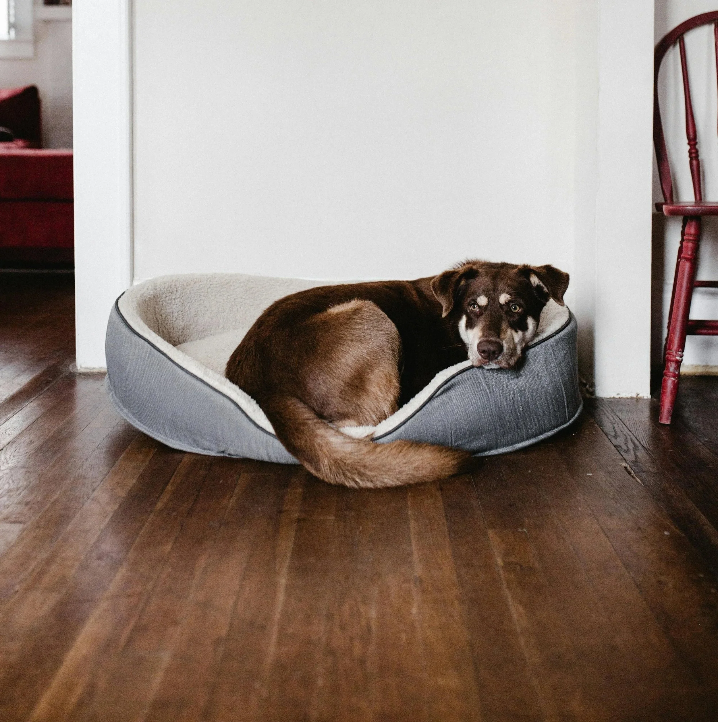 Why Do Dogs Dig at Their Beds Before Lying Down?