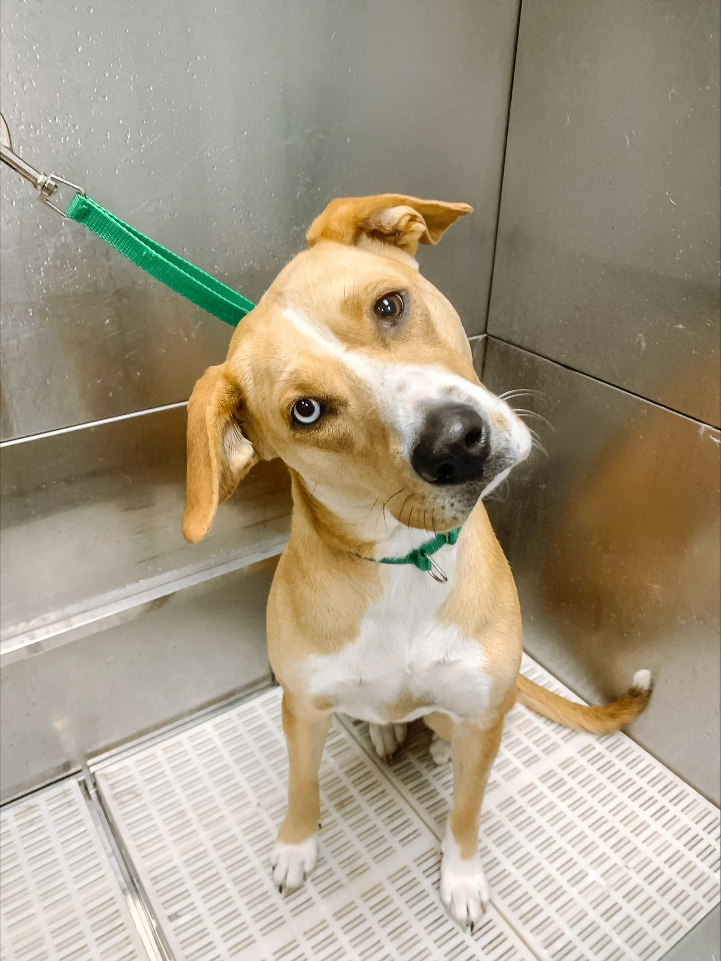 Jinx at Scenthound Parkland said: I&rsquo;m cute and I know it 💛 

 (Our hearts are melting 🫠 )