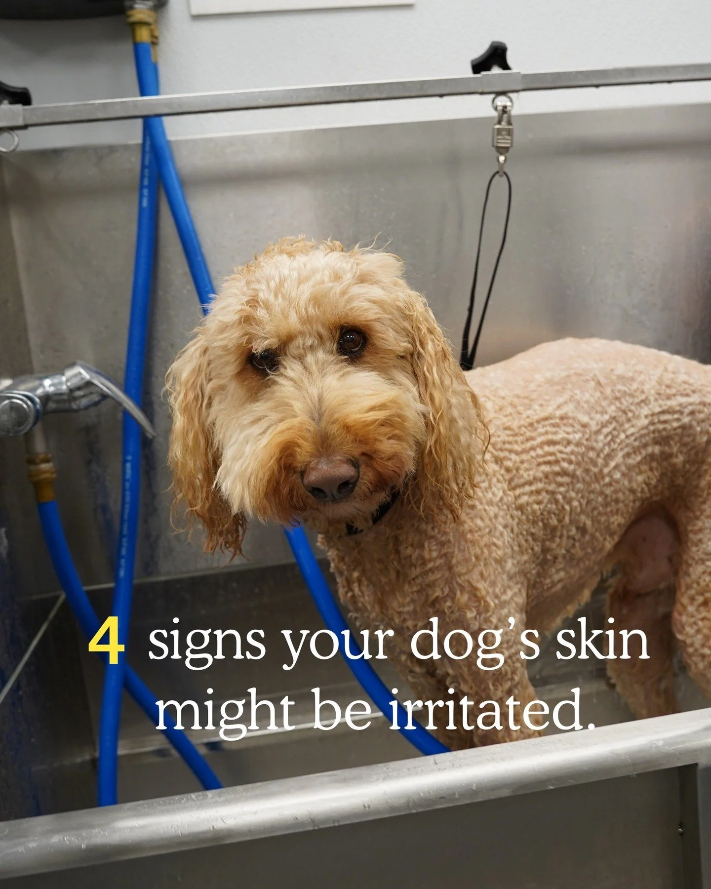If your dog&rsquo;s been extra scratchy lately, there are a few signs their skin might be irritated.

Nothing dramatic 🌼 Just little things dog parents notice first.

Scratching 
Strong smell
Excess shedding
Red or flaky skin

Save this for the next