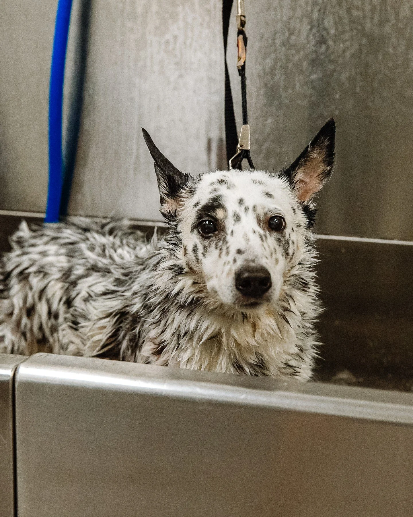 Three dogs. One shared goal: be comfy and look cute doing it. 🐶✨ Saying hi to the Scenthound Gainesville SW pack 🤍