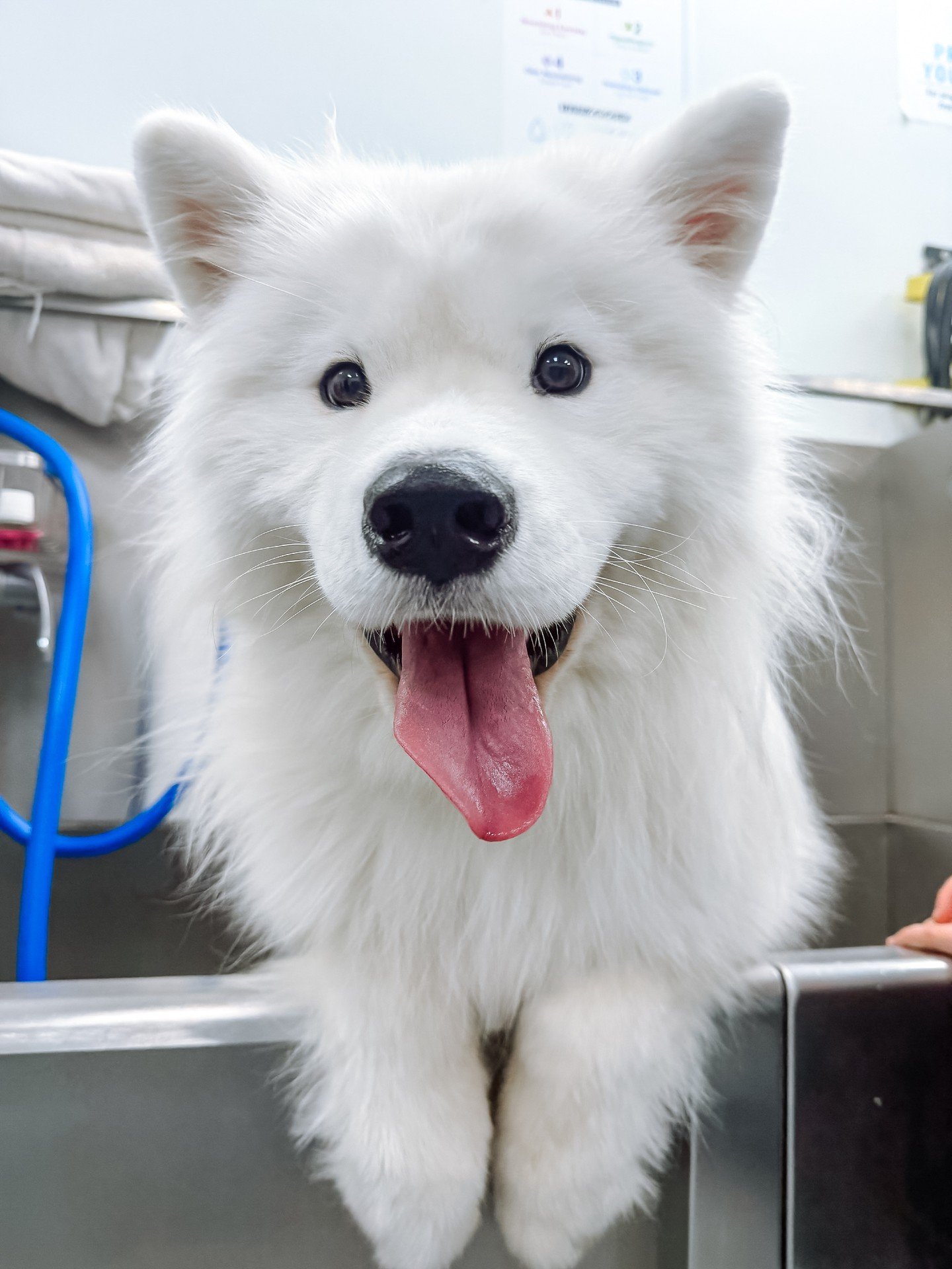 Happy National Pet Day to the dogs who run our lives. Steal our socks, take our seat, fix our mood instantly. 

Cutie spotted at Scenthound The Woodlands Indian Springs 🤍