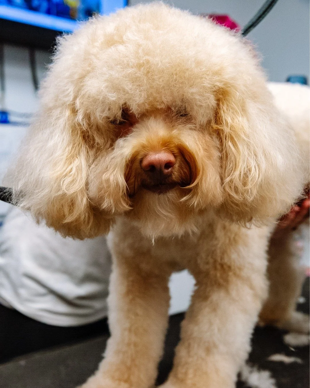 POV: You&rsquo;re too fluffy to have one name 😍  What would you name him?

Spotted this fluffy icon at Scenthound Millhopper 🤍🐾