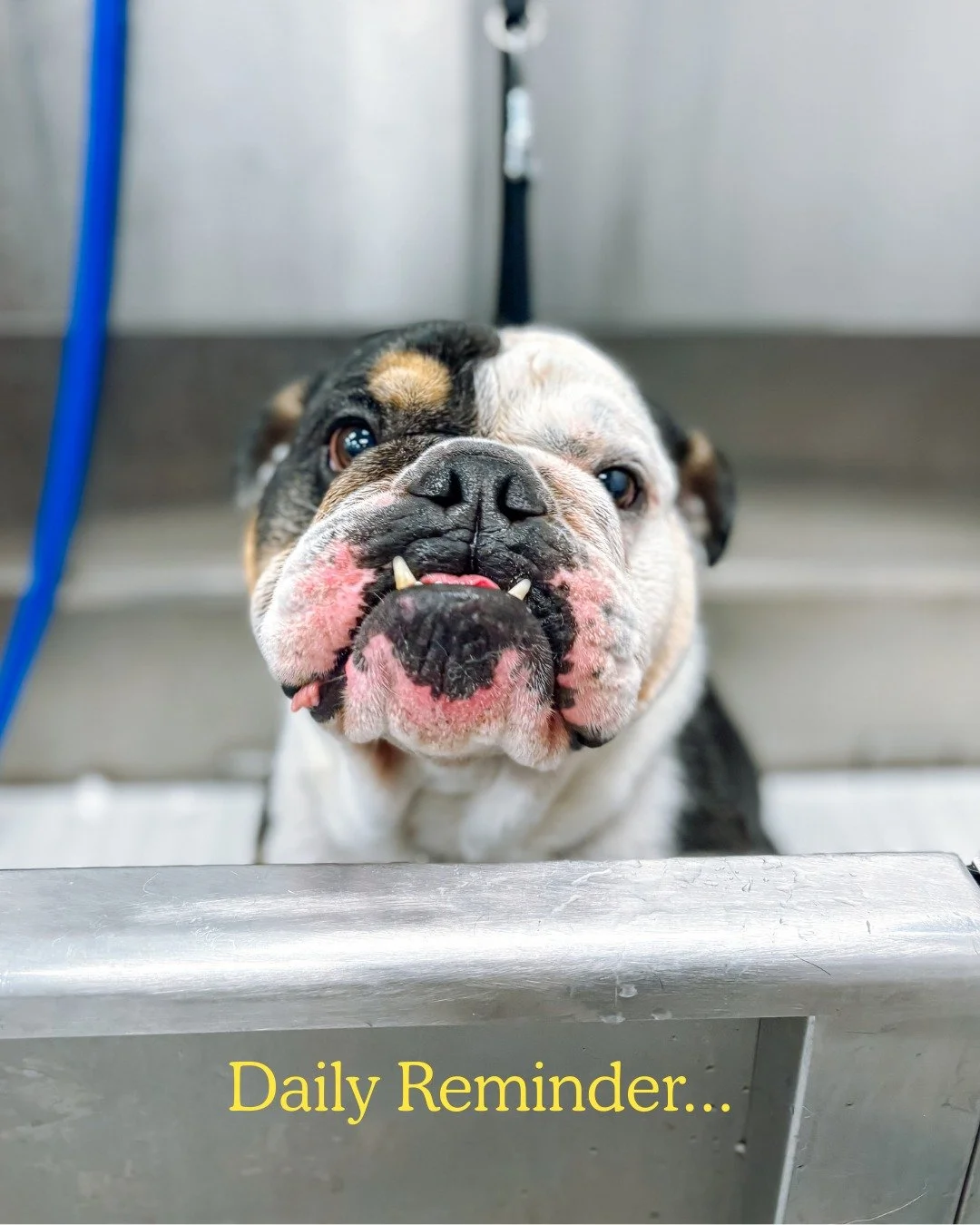 Daily reminder from this tub-sitting icon at Scenthound Lansdowne 🤍🐾 Go hug your dog.🫠