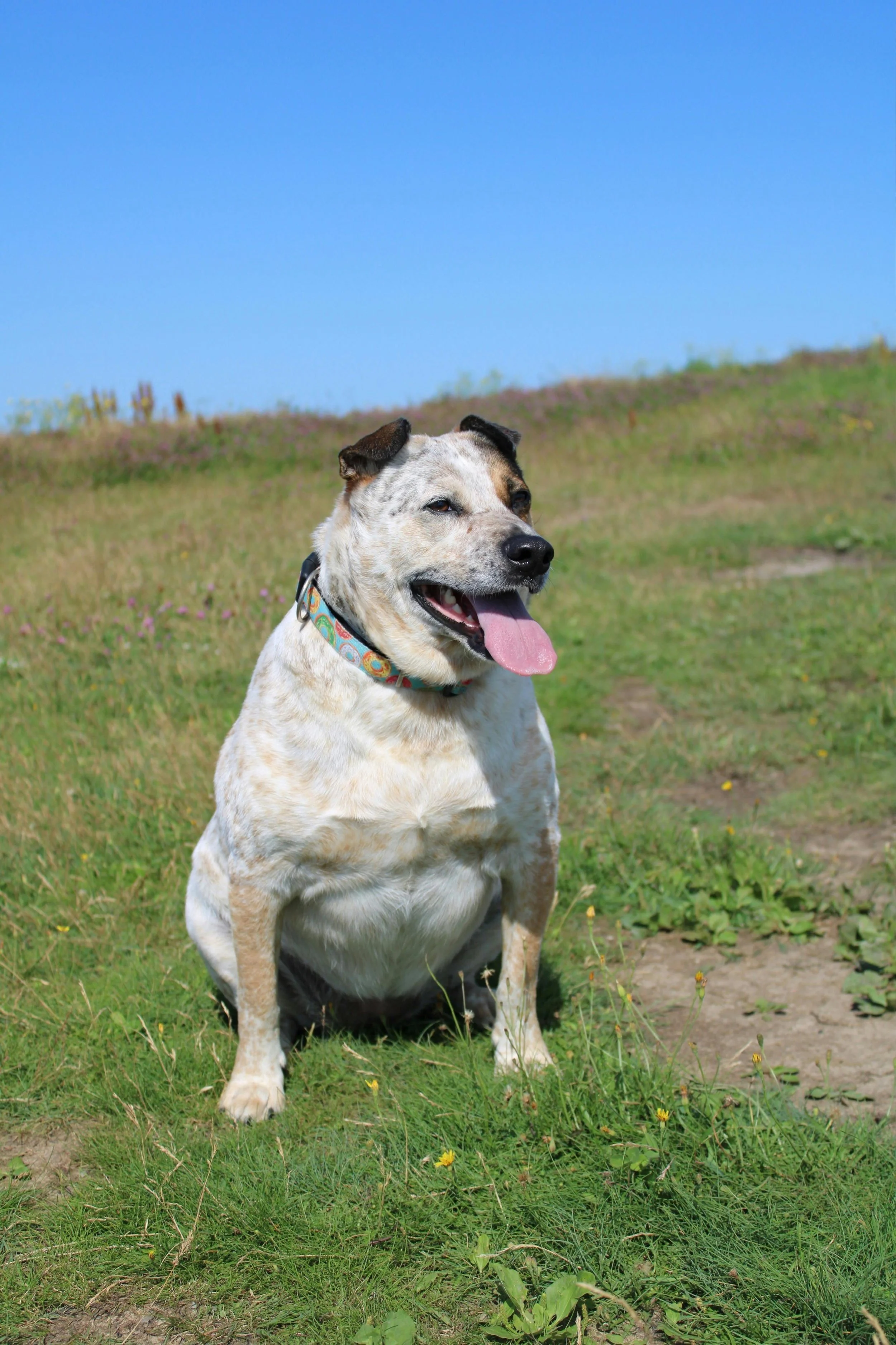 Why Monitoring Your Dog's Weight Matters More Than You Think