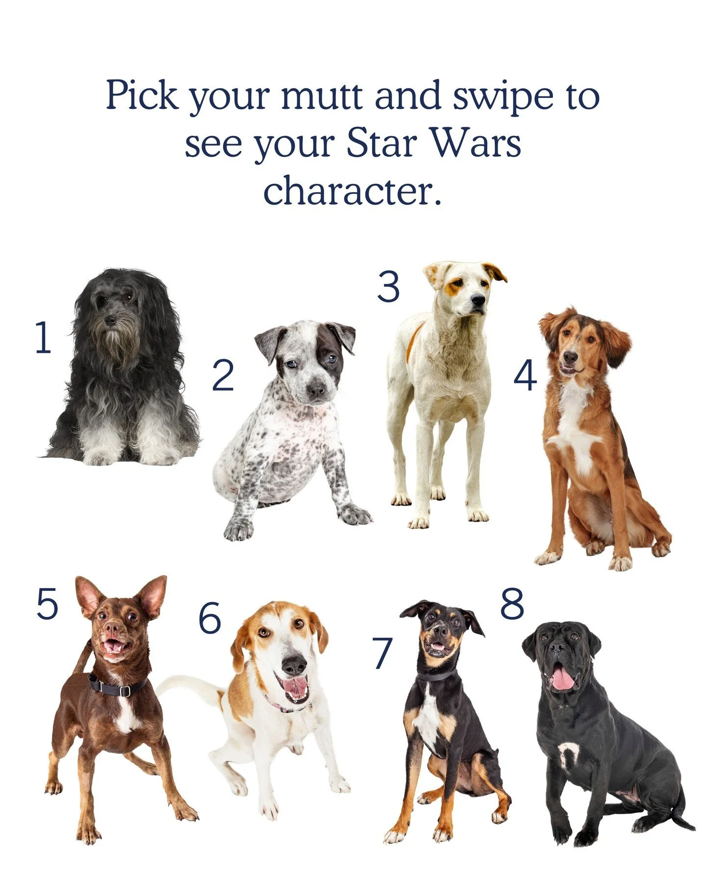 May the 4th be with you 🐾💫 Pick your pup and swipe for your character! Comment who you got. 🌌 🪐 
#MayThe4thBeWithYou  #starwarsfans