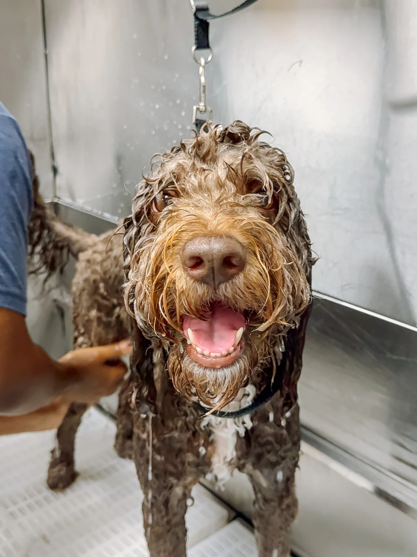 Just a little happy bath portrait dump ☺️ Clean coat, comfy skin, and the best puppy dog faces.