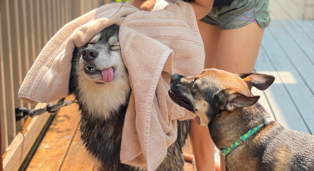 Summer Hygiene Dogs Parents Miss: Tips Most Dog Parents Overlook