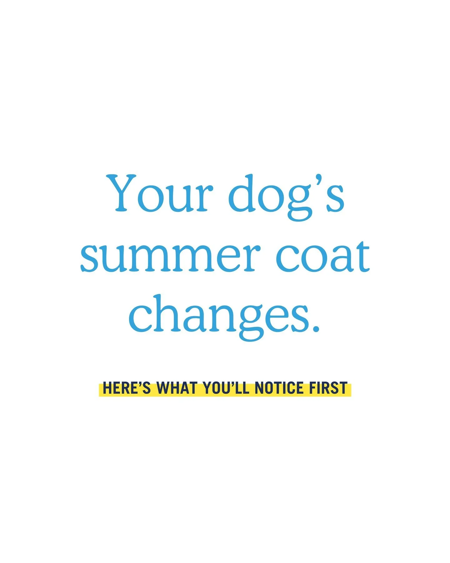 Summer coat changes are real. 🍦 ☀️ More outside time usually means more buildup and more shedding. This is your reminder to stay consistent with their routine hygiene and book your visit!