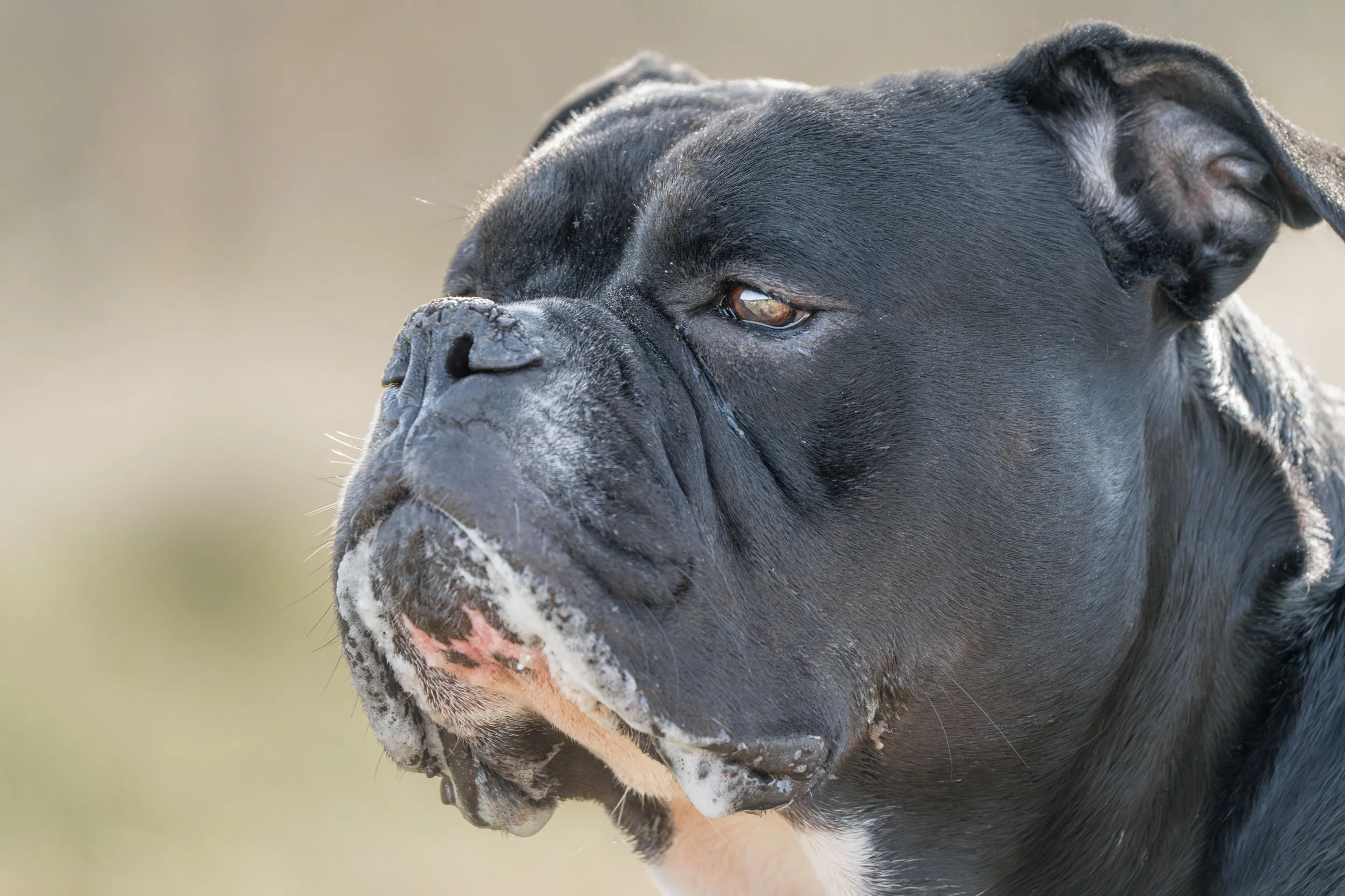 Is Dog Drooling a Concern? A Simple Guide for Dog Parents