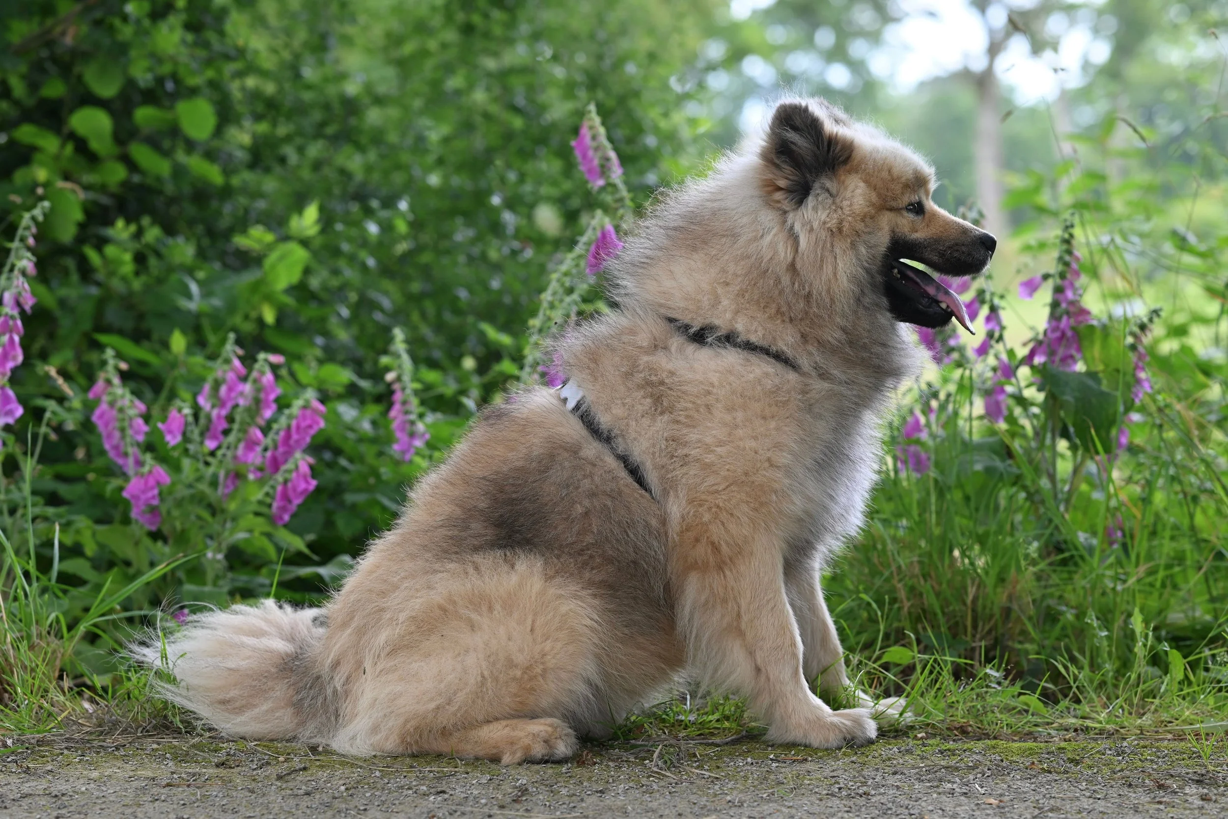 Should I Shave My Dog in the Summer: What Pet Parents Need to Know