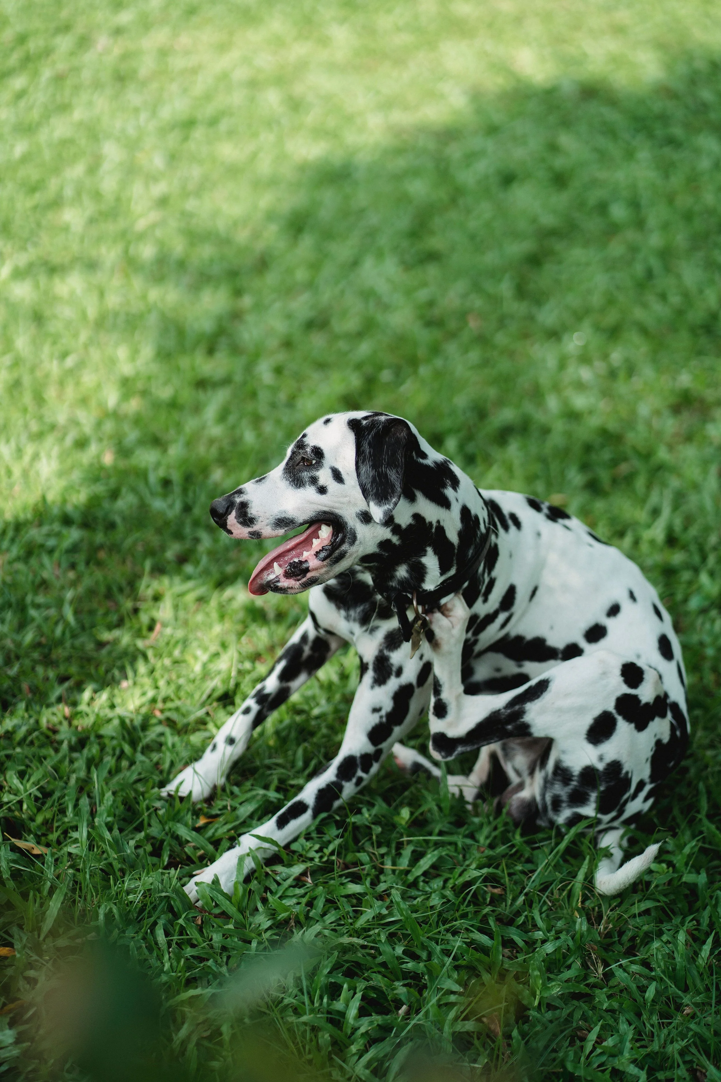 Found a Red, Irritated Spot on Your Dog? Here's What to Do