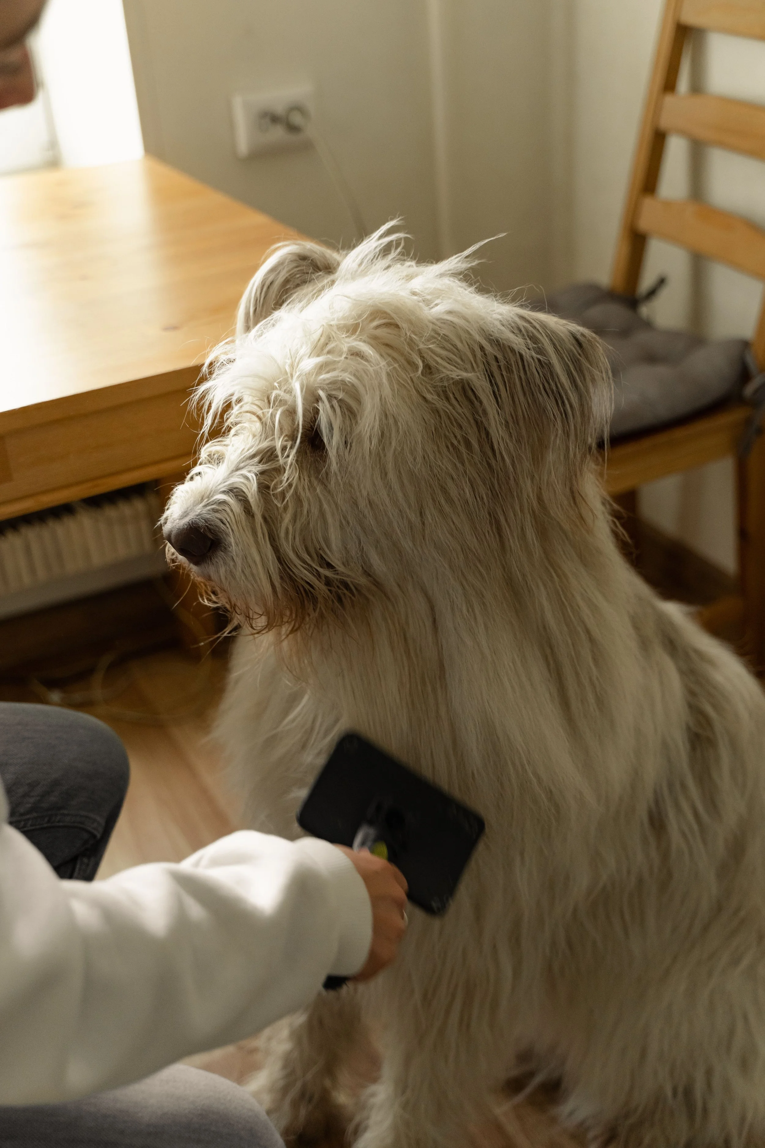 Why Indoor Dogs Shed Occasionally: Understanding Seasonal Shedding and What to Do About It