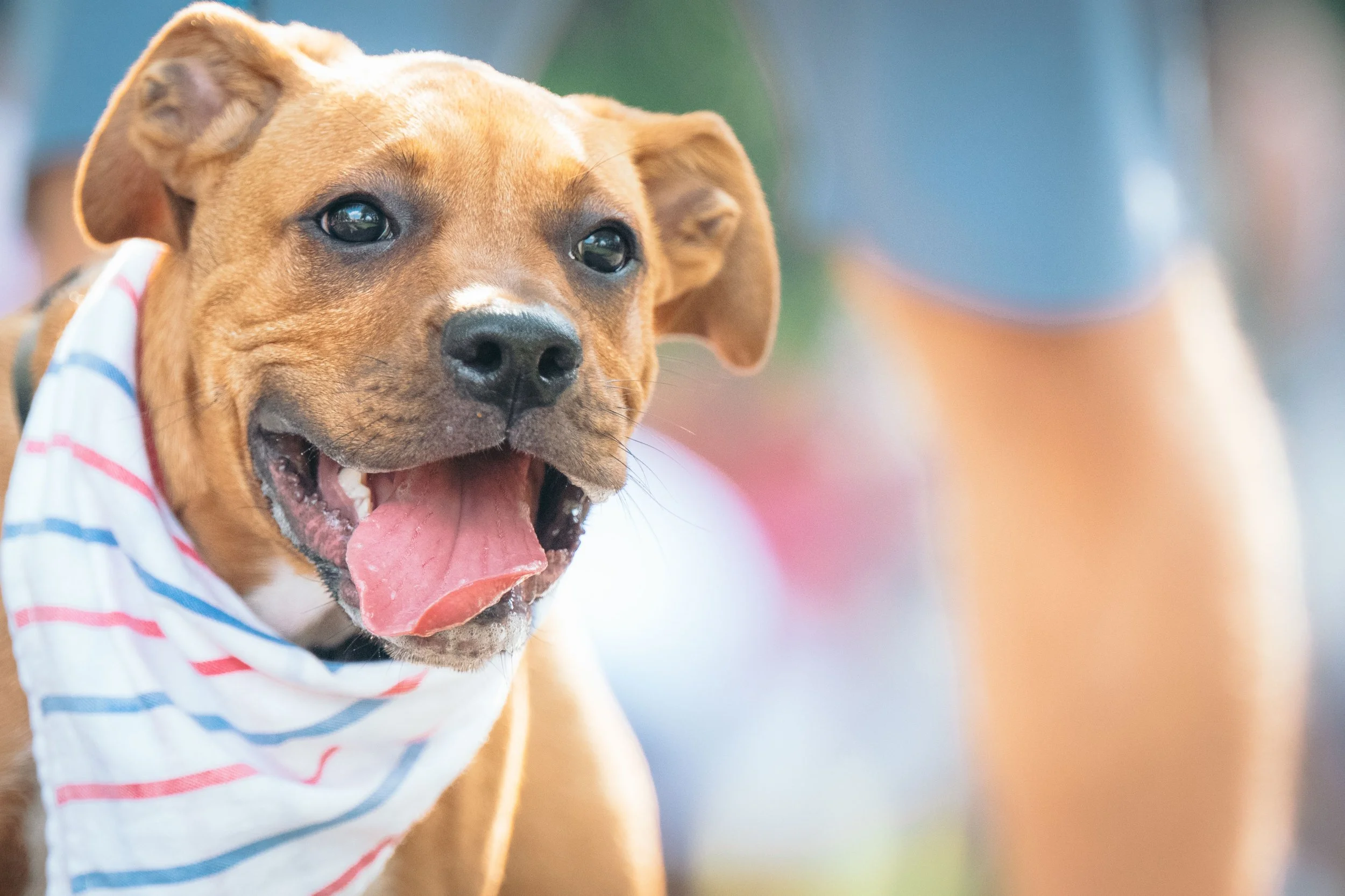 How to Prepare Your Dog for 4th of July Fireworks