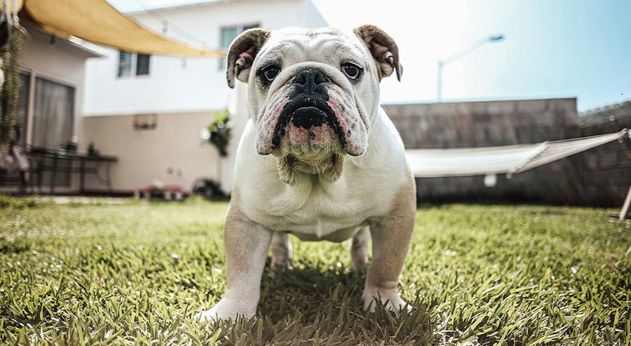 Why Does My Dog Smell Worse in Summer? 