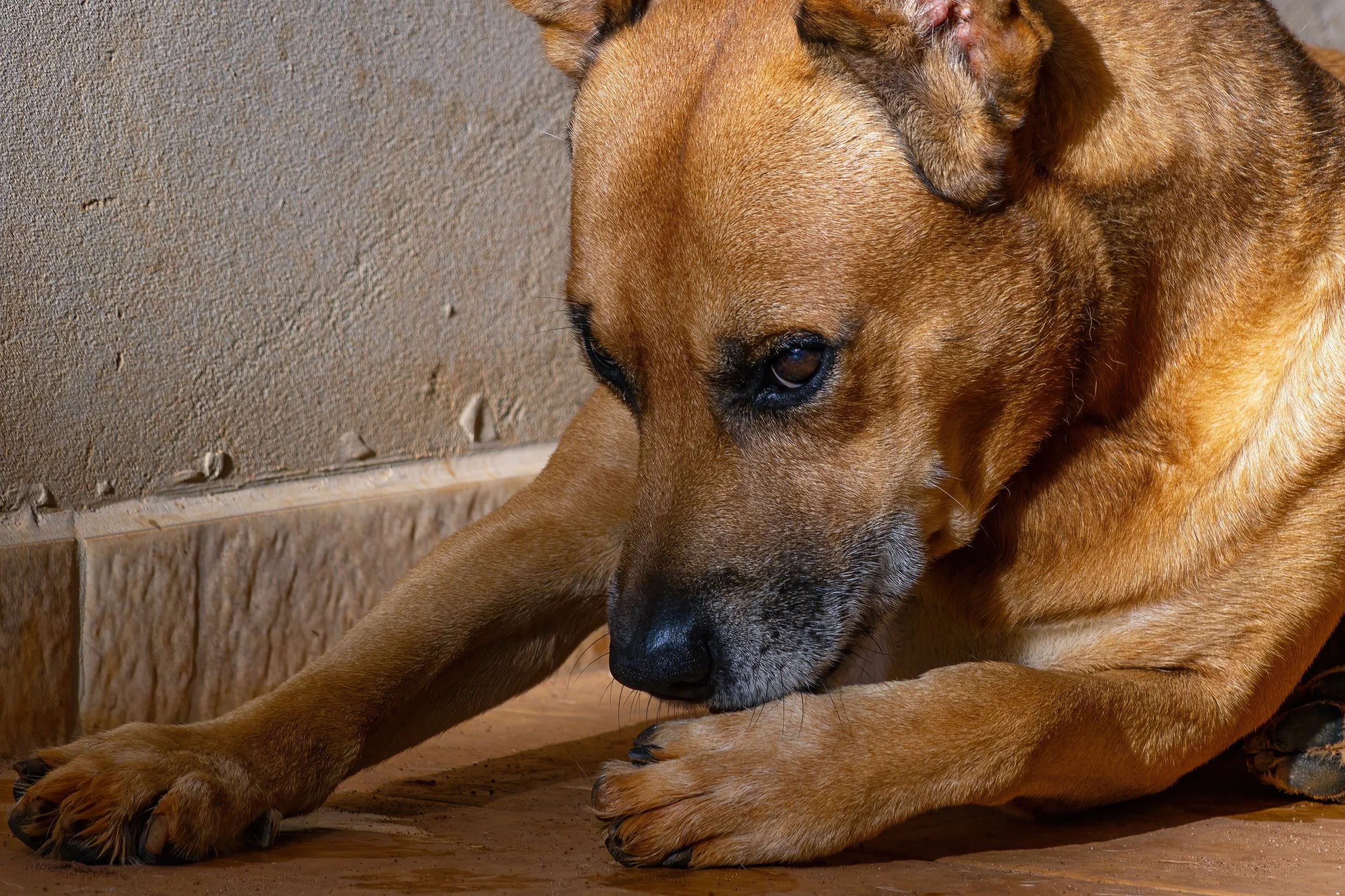 Dog Won't Stop Licking Their Paws: What's Normal and What's Not