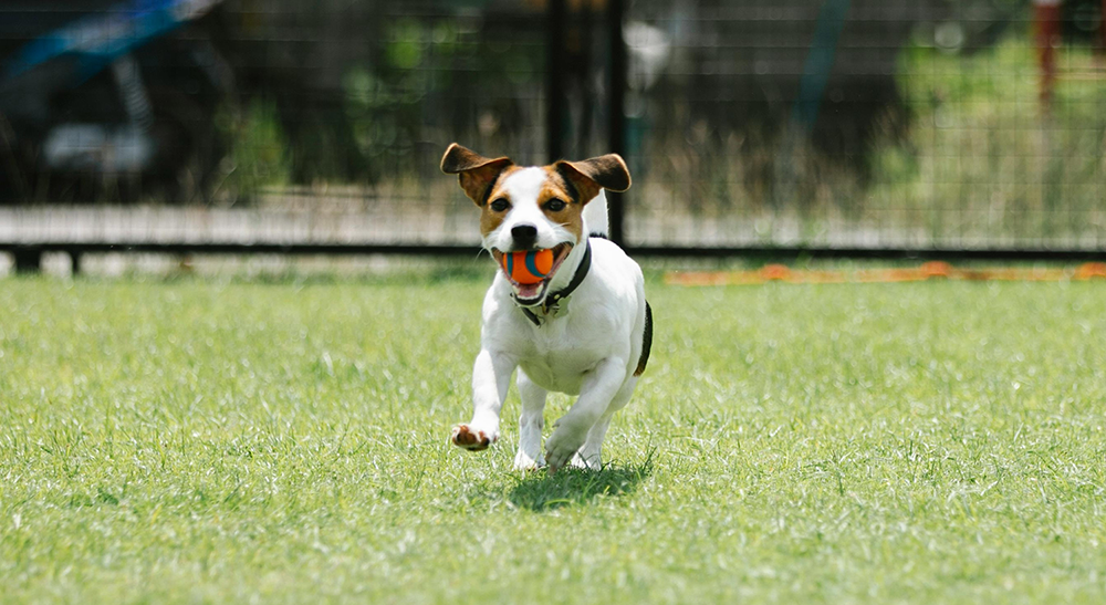 Do Dogs Need Sunscreen? What Pet Parents Should Know About UV Protection