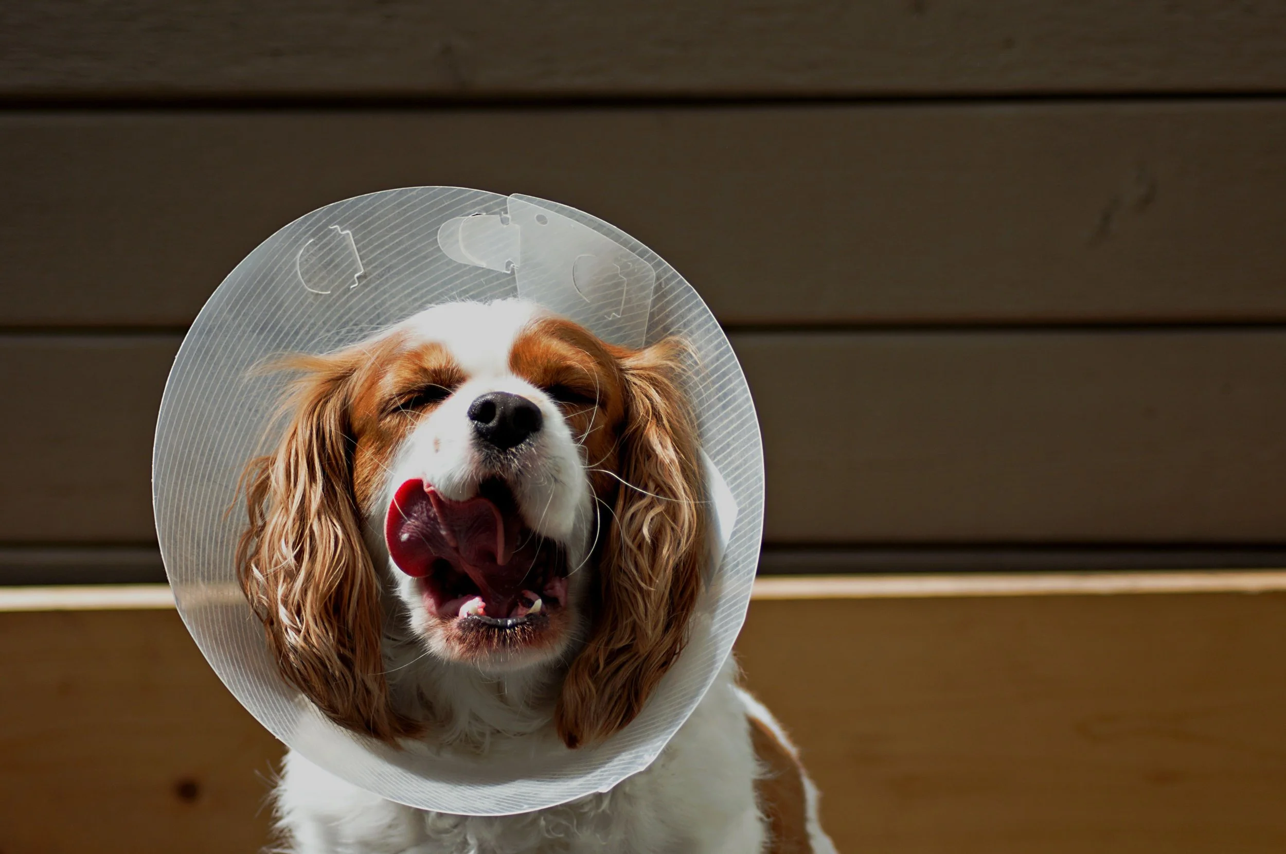 What to Do About a Hot Spot on My Dog: A Step-by-Step Guide