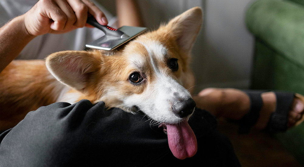 Why Do Dogs Shed More in the Fall?