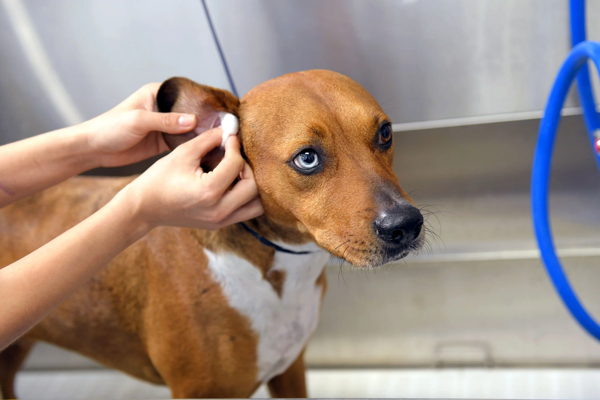 Complete Guide to Dog Ear Cleaning Tips for Healthier Ears and Happier