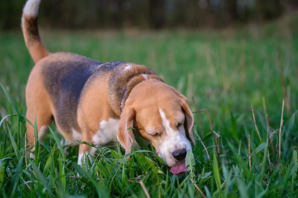 Why Does My Dog Eat Grass And What To Do About It 