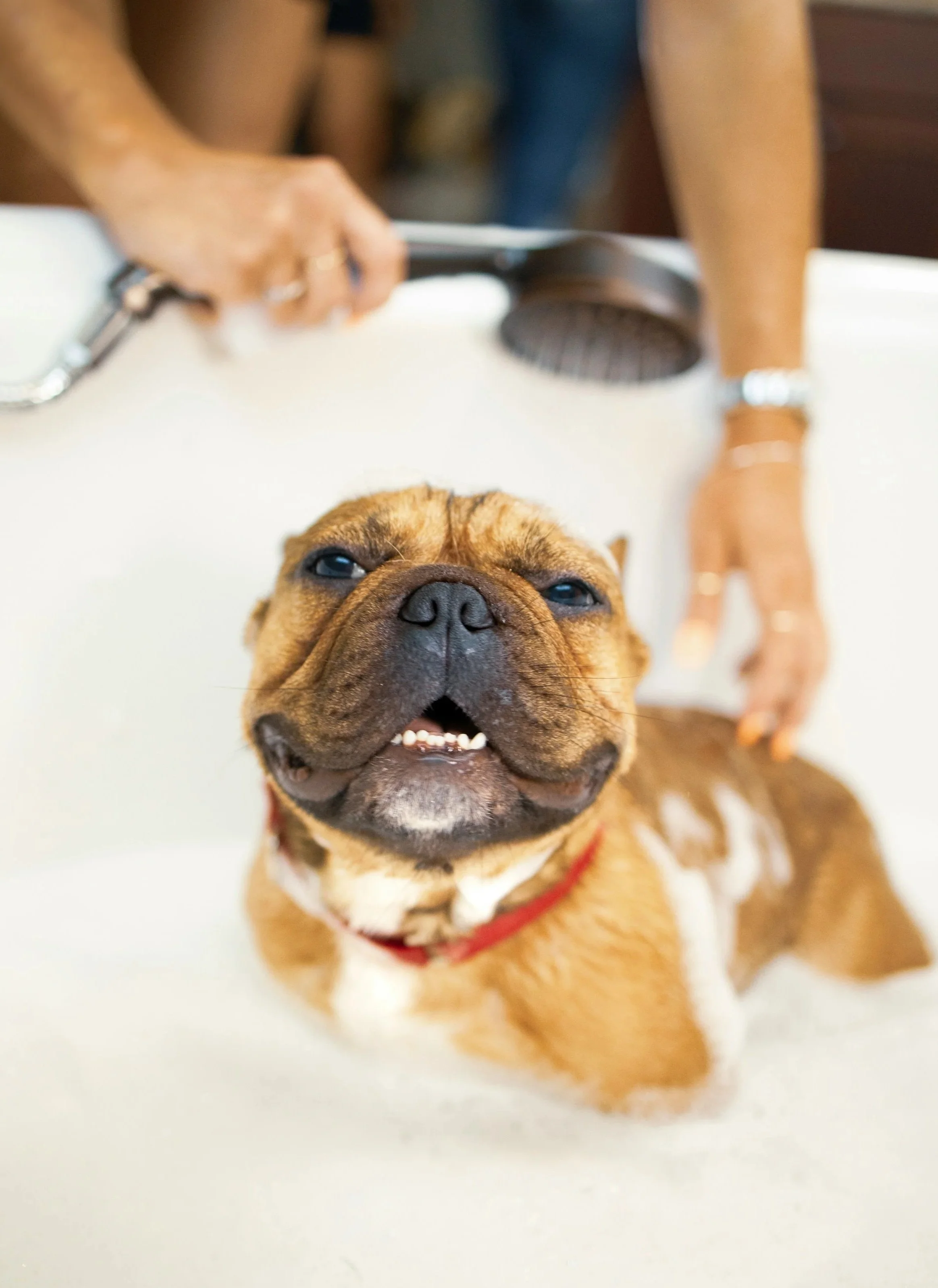 Bathing your dog in the winter, myth vs. fact