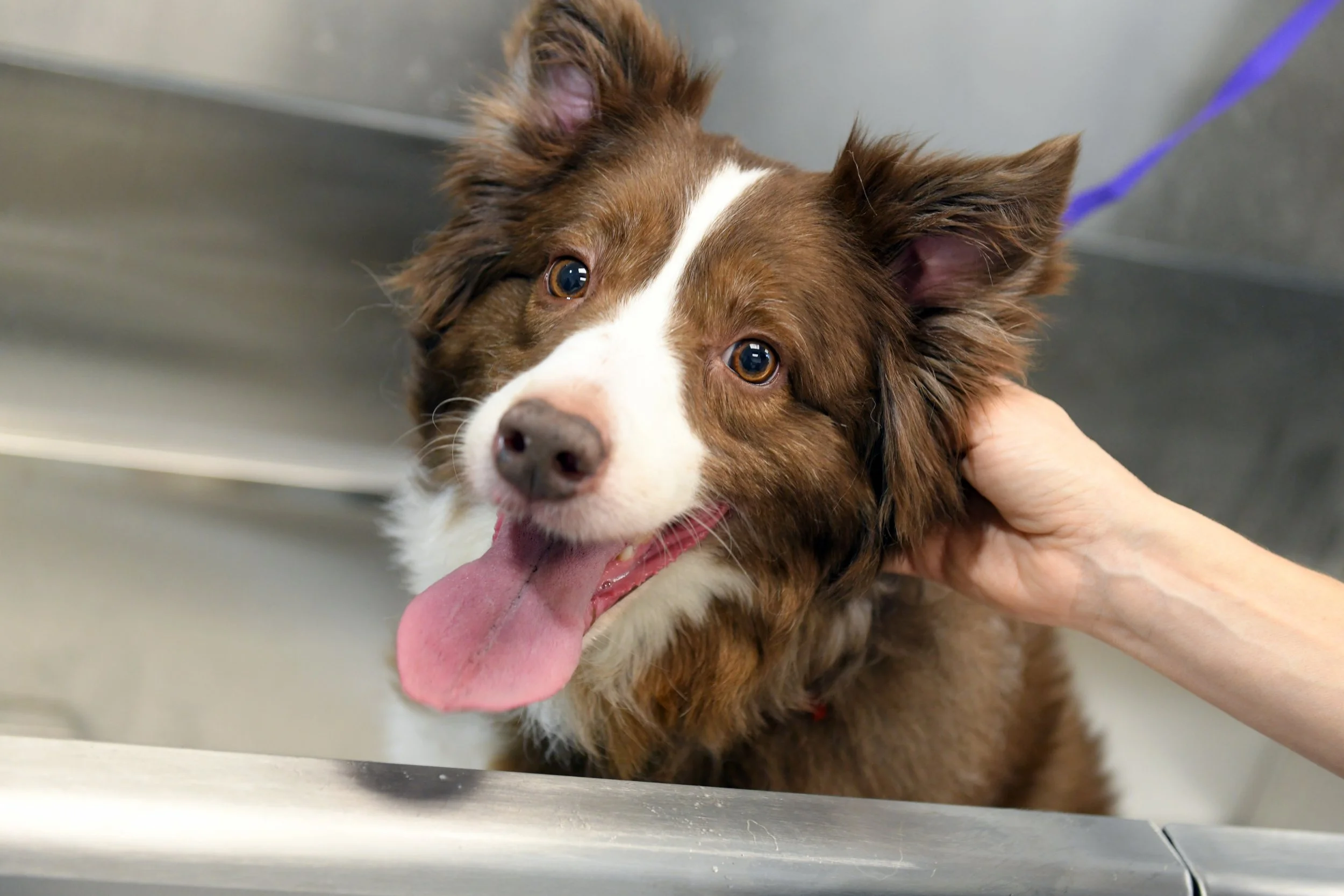 How Often Should You Use a Deshedding Tool on Your Dog? Expert Tips