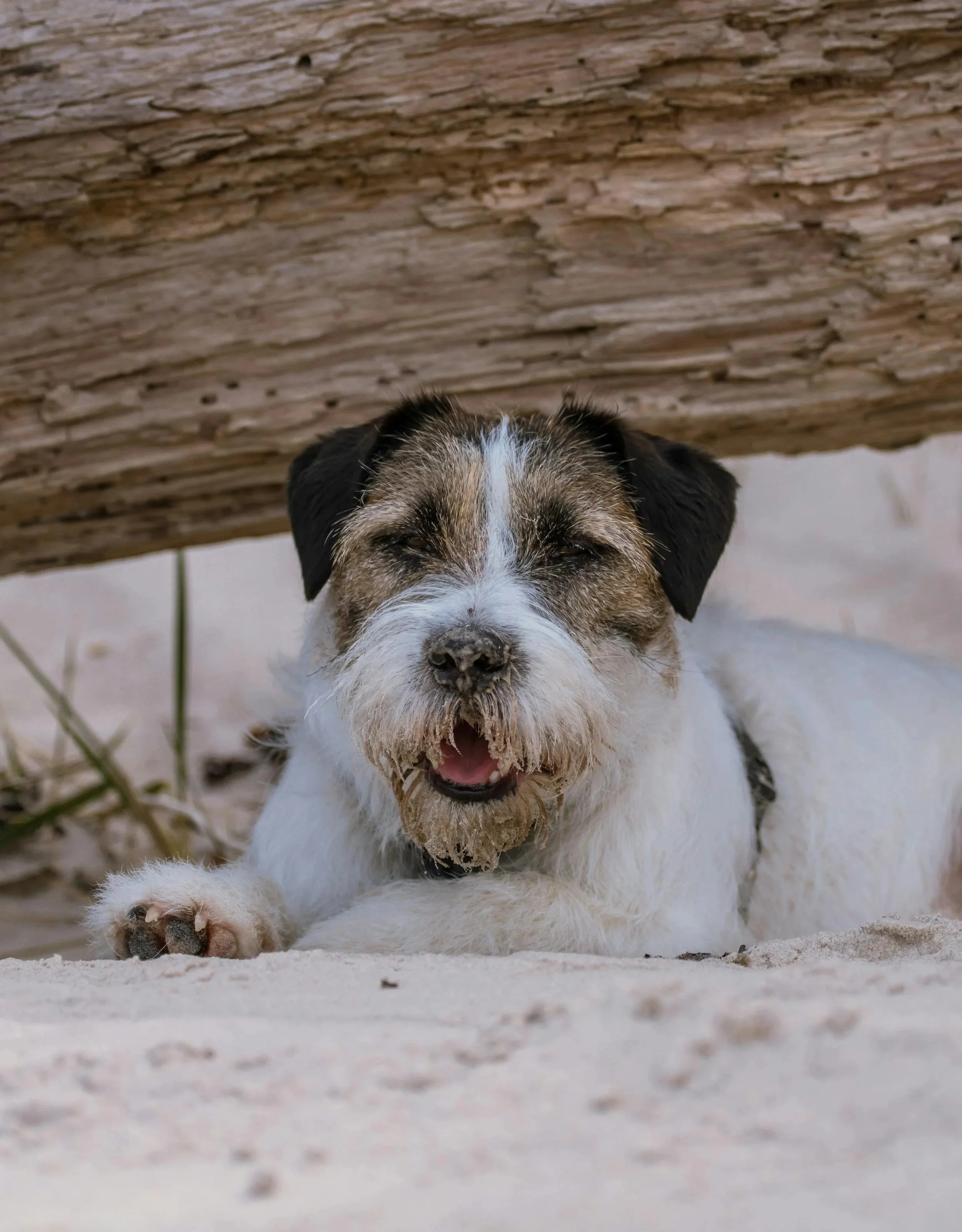 dog cleaning wipes and spray how to use