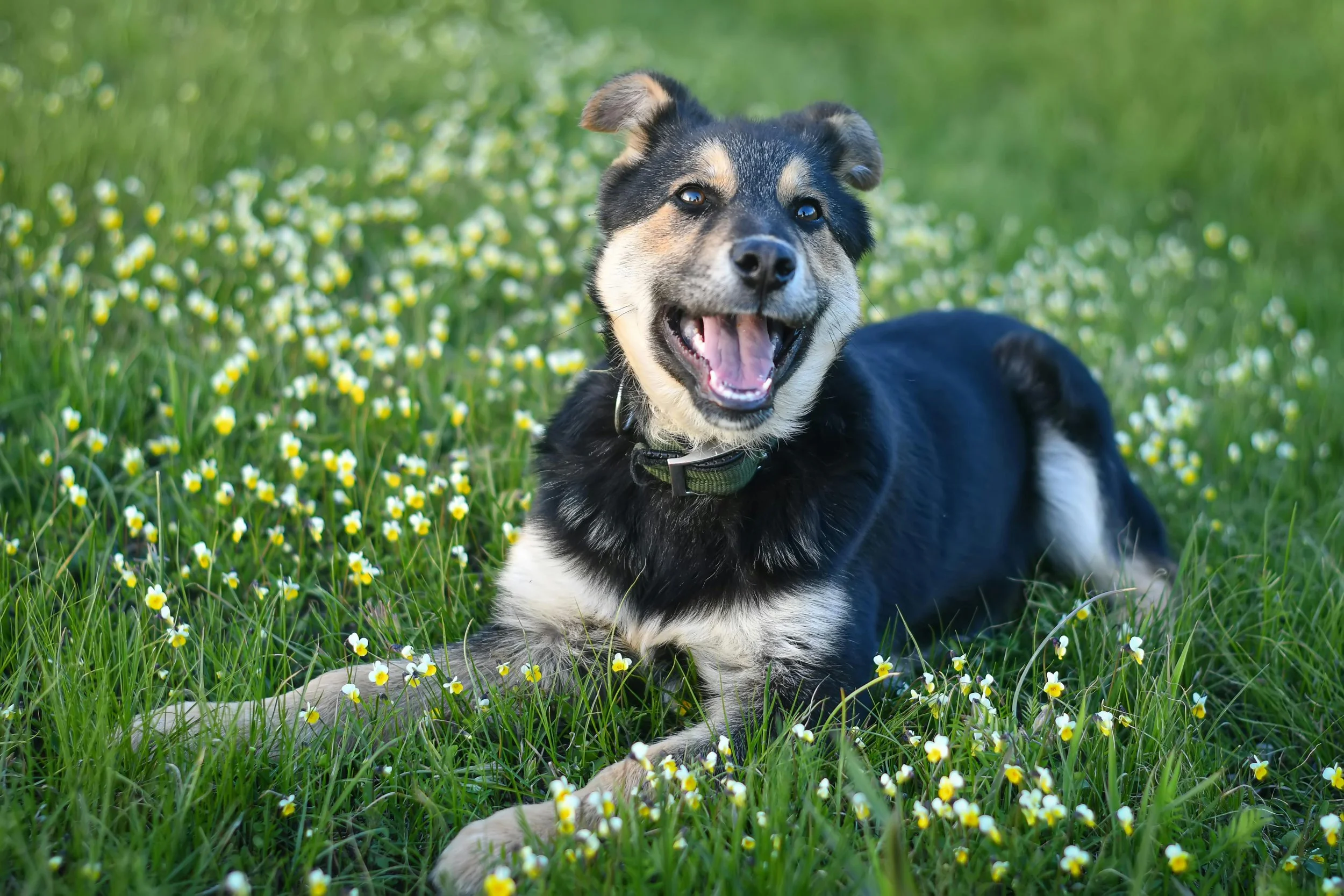 Spring wellness checklist guide for your dog