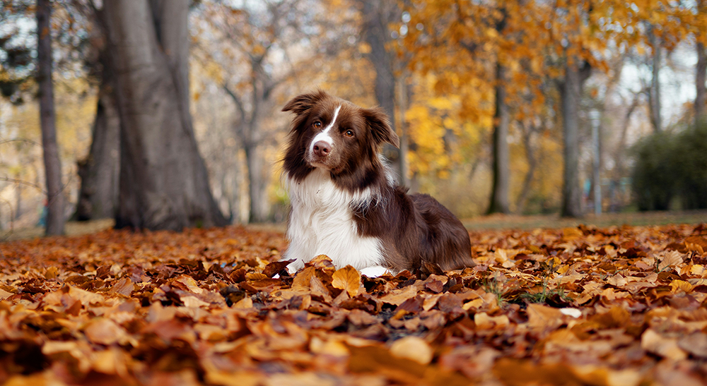 Dog_in_fall_leaves