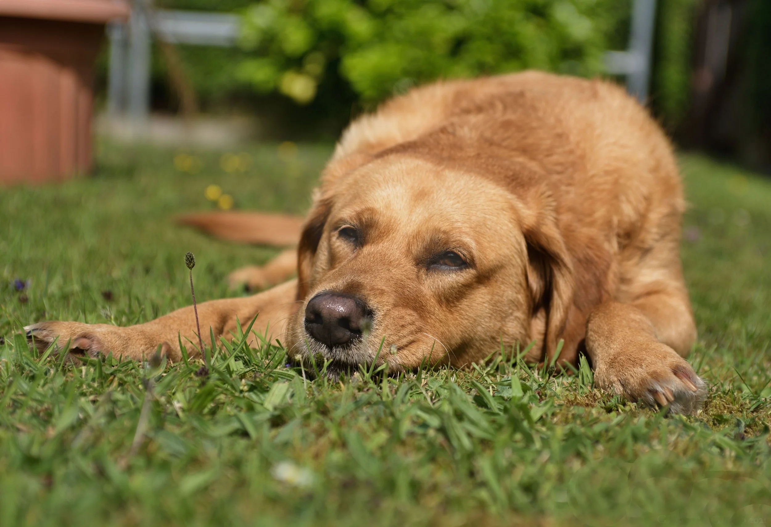 Dog_in_summer_heat